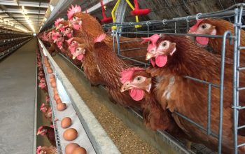 Program Makan Bergizi Gratis Diklaim Dorong Lonjakan Permintaan Produk Unggas