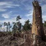 Hutan di Indonesia Didorong Jadi Lebih Hijau