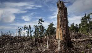 Hutan di Indonesia Didorong Jadi Lebih Hijau