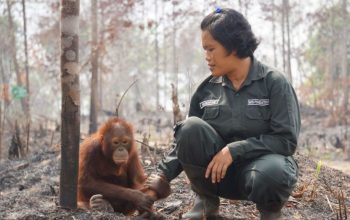 Kerugian Negara Akibat Kerusakan Hutan Disebut Capai Rp175 Triliun