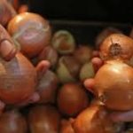 Penegak Hukum Didesak Usut Impor Ilegal dan Penyakit 72 Ton Bawang Belanda