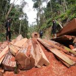 Perizinan Berusaha Pemanfaatan Hutan Nakal Seluas 1,5 Juta Hektare Diklaim Sudah Dicabut