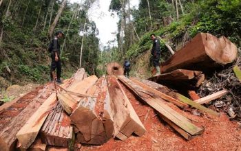 Perizinan Berusaha Pemanfaatan Hutan Nakal Seluas 1,5 Juta Hektare Diklaim Sudah Dicabut