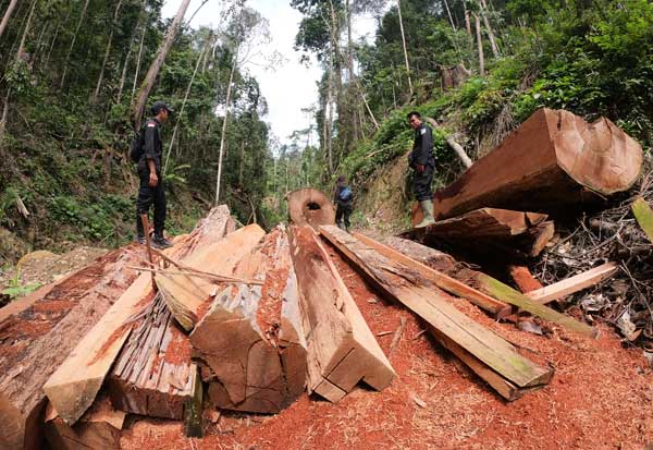 Perizinan Berusaha Pemanfaatan Hutan Nakal Seluas 1,5 Juta Hektare Diklaim Sudah Dicabut