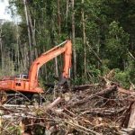 Prabowo Tekankan Perlunya Pengawasan Ketat Terhadap Penebangan Liar