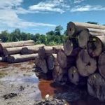 Satu Korporasi Disebut Jadi Tersangka Kayu Gelondongan di Bencana