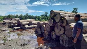 Satu Korporasi Disebut Jadi Tersangka Kayu Gelondongan di Bencana