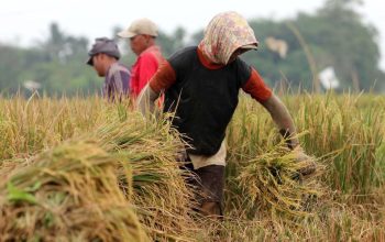Serapan Beras Ditarget Hingga 2,5 Juta Ton pada Panen Raya 2026