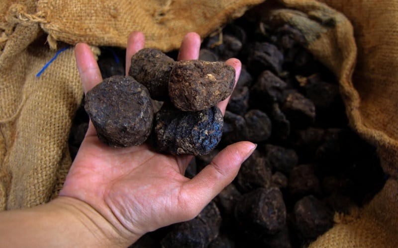 Dua Komoditas Lokal Disebut Miliki Nilai Hilirisasi Capai Rp10 Ribu Triliun