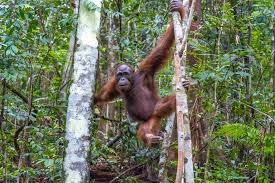 Sigit Paparkan 10 Tantangan Utama yang Dihadapi Indonesia di 2026