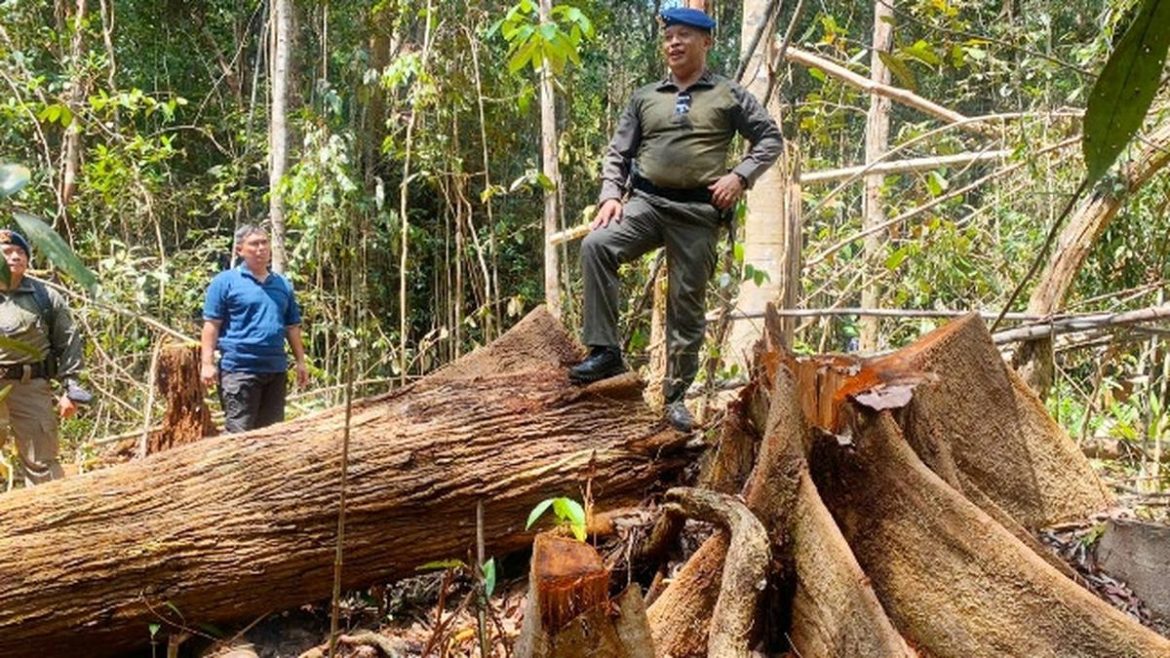 Pelaku Illegal Logging Penyebab Bencana Terancam Disikat