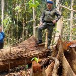 Pelaku Illegal Logging Penyebab Bencana Terancam Disikat