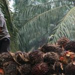 Ekspor-Impor Sawit Hingga Bahan Bangunan Bocor, Dirjen Bea dan Cukai Diultimatum