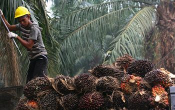 Ekspor-Impor Sawit Hingga Bahan Bangunan Bocor, Dirjen Bea dan Cukai Diultimatum