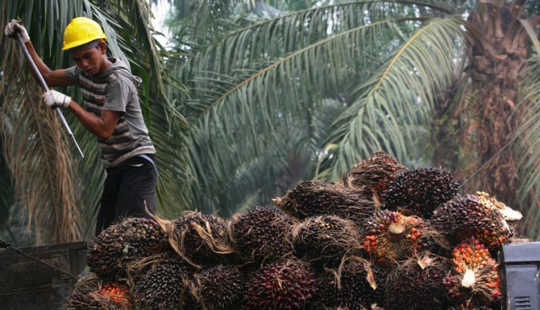 Ekspor-Impor Sawit Hingga Bahan Bangunan Bocor, Dirjen Bea dan Cukai Diultimatum