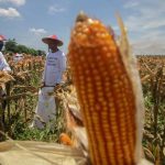 Impor Beras Hingga Jagung Disetop untuk Keperluan Rumah Tangga