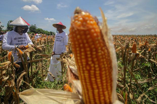 Impor Beras Hingga Jagung Disetop untuk Keperluan Rumah Tangga