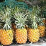 Kawasan Transmigrasi Didorong Miliki Komoditas Unggulan