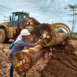 Sejumlah Kebijakan Diterbitkan terkait Pemulihan Sektor Kehutanan usai Bencana Sumatera