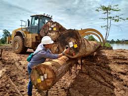 Sejumlah Kebijakan Diterbitkan terkait Pemulihan Sektor Kehutanan usai Bencana Sumatera