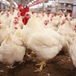 RI Dipastikan Impor Ayam dan Jagung dari AS