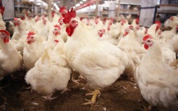 RI Dipastikan Impor Ayam dan Jagung dari AS