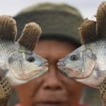 Program Makan Bergizi Gratis Dipastikan Tak Picu Kenaikan Harga Ikan