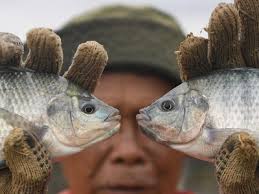 Program Makan Bergizi Gratis Dipastikan Tak Picu Kenaikan Harga Ikan